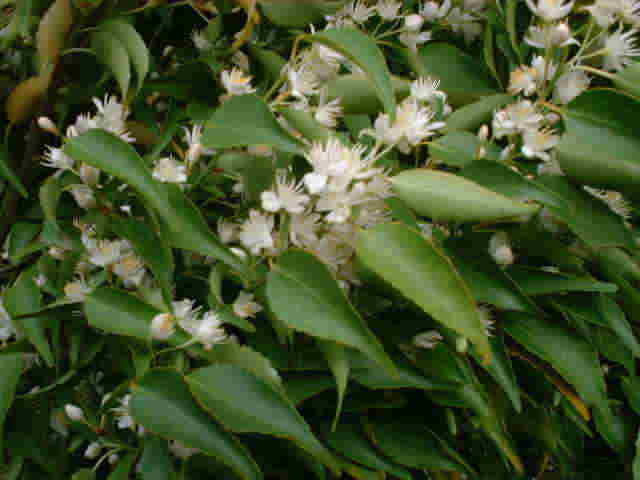 ハイノキ – 連大植木｜東京都三鷹市