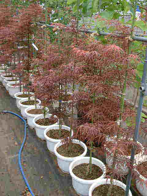 モミジ（紅七五三） – 連大植木｜東京都三鷹市