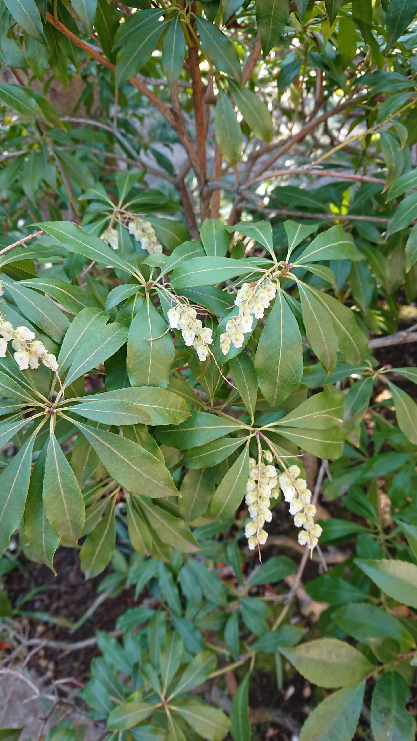 アセビ アセボ 連大植木 東京都三鷹市