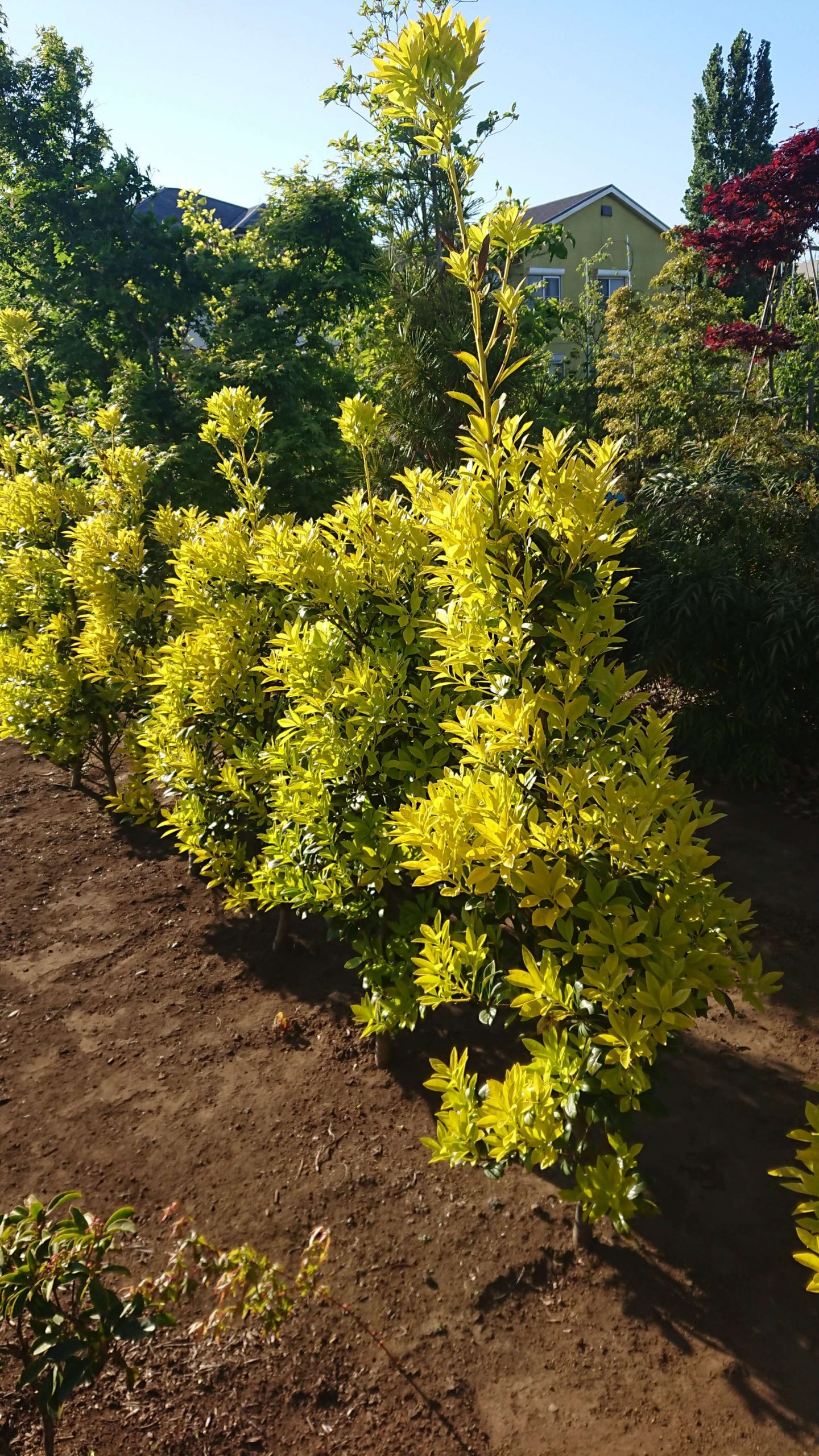 黄金モチノキ 連大植木 東京都三鷹市