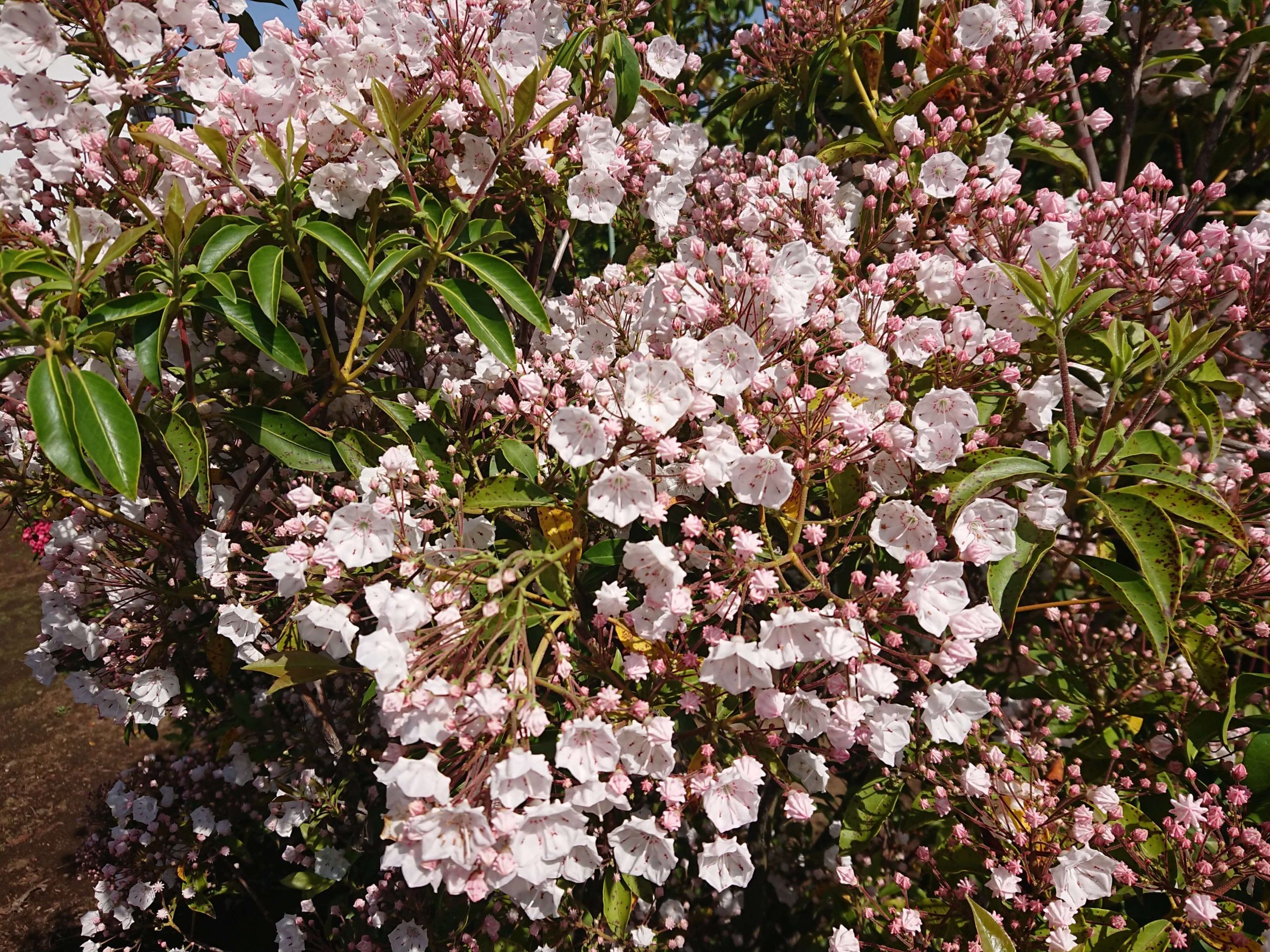 カルミア 庭木 植木 ガーデニング 花 Sucasa Com Ve
