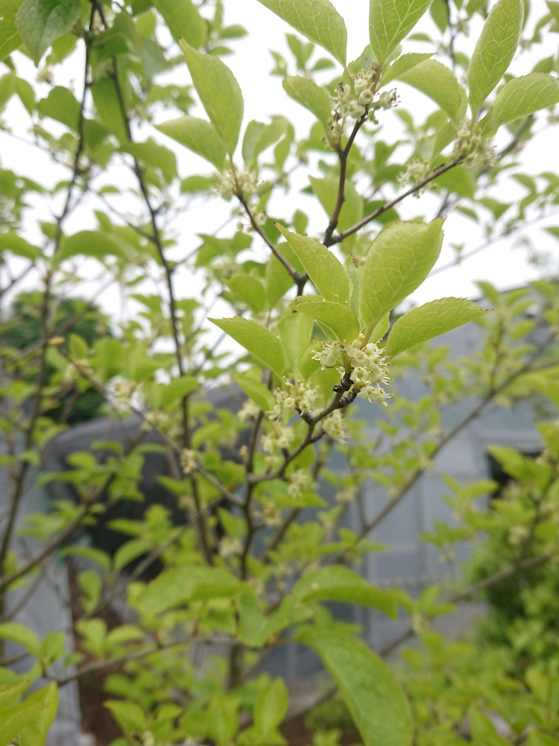 アオハダ 連大植木｜東京都三鷹市