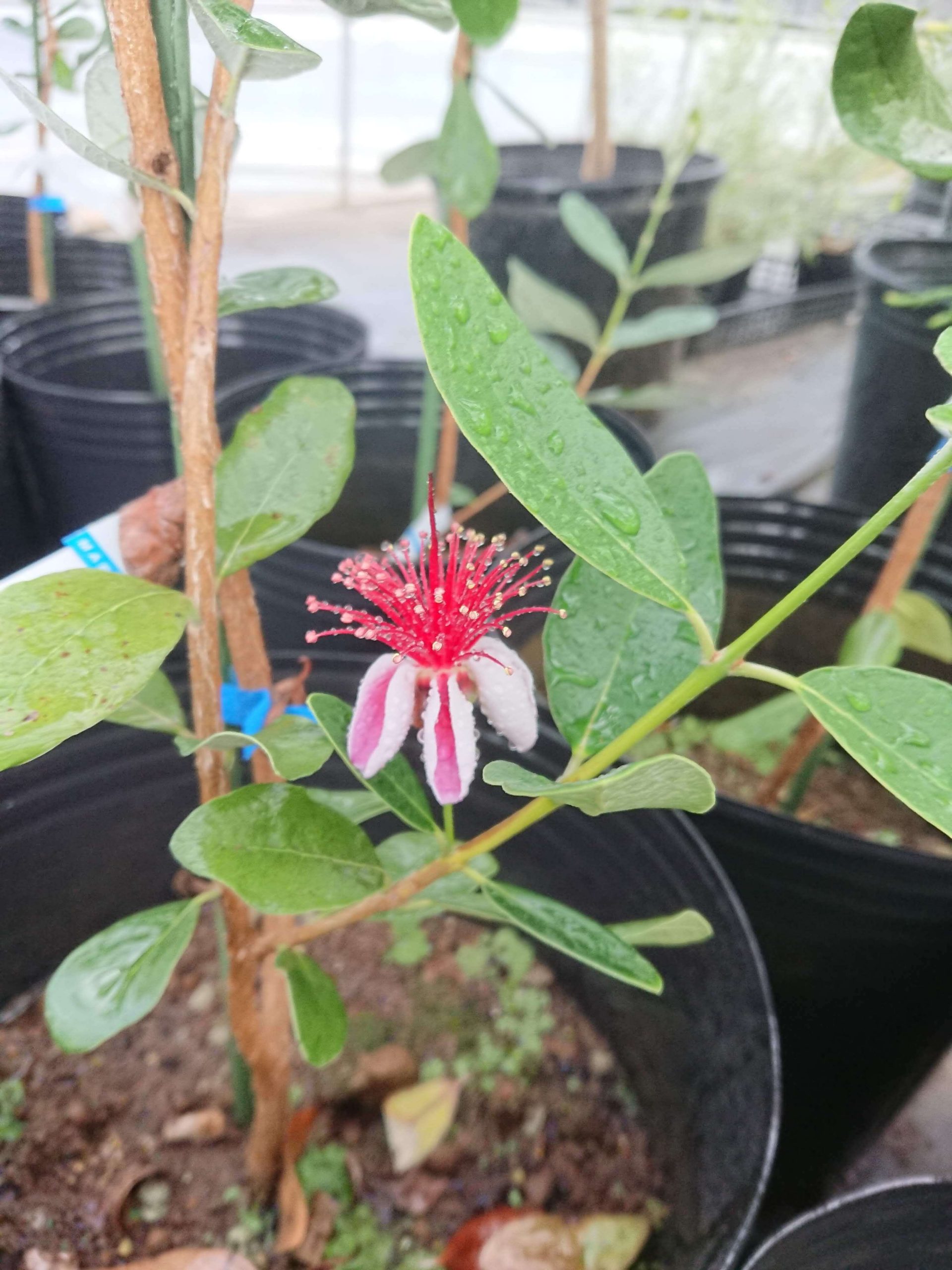 フェイジョア – 連大植木｜東京都三鷹市