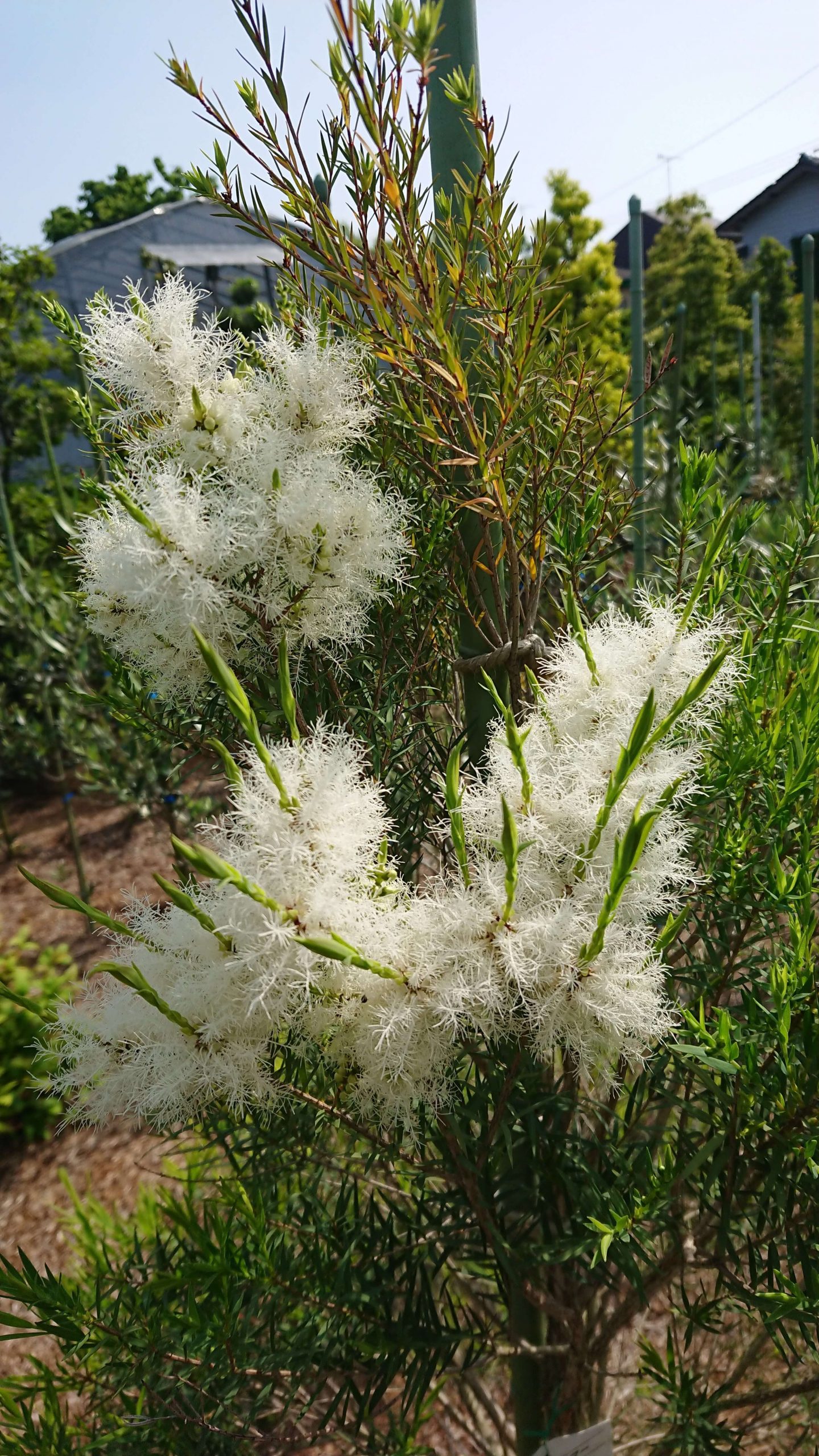 22セール オーストラリアの花木です 超特大 素敵なティーツリー いい香りがします メラレウカ スノーインサマー H3 0ｍ 4 植木 庭木 Hlt No