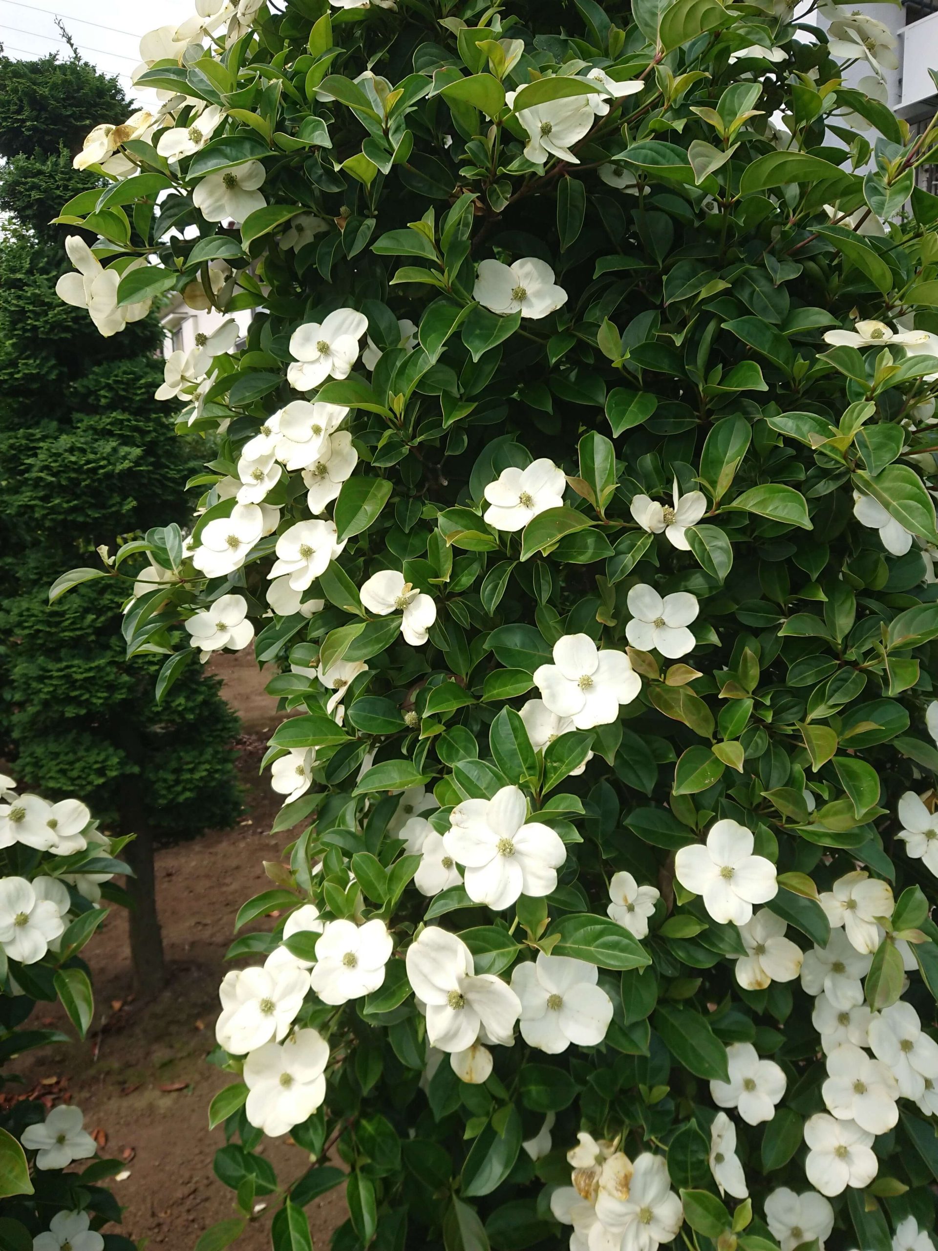 常緑ヤマボウシ（十五夜） – 連大植木｜東京都三鷹市